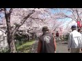 高田千本桜（その１）　大和高田市