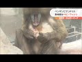 かわいい赤ちゃん誕生ラッシュ　オウサマペンギンにマンドリル　愛知・豊橋市の総合動植物公園「のんほいパーク」 2022 9 18