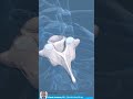 Visual Anatomy 3D   Facts about the C7 vertebrae