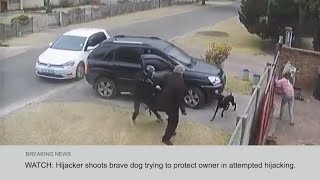 Hijacker shoots brave dog in hijacking. | CCTV footage capture distressing footage.