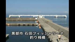 富山湾水中映像 vol.24 2010.10月 黒部市石田フィッシャリーナ 海釣り fishing