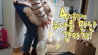 [Eng/Jp] 나흘만에 주인을 만난 강아지 반응 | 오랜만에 누나를 본 강아지 |비숑