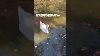 【倉敷美観地区】倉敷川にいる【白鳥さん】が気持ちよさそうに泳いでる