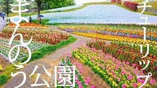 チューリップとネモフィラが満開！　まんのう公園　青竜の谷・花竜の道（2018年4月）