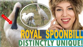 🐦🙋Distinctly Unique! The Australian Royal Spoonbill! Waterbird | Bird Watching | Wildlife Queensland