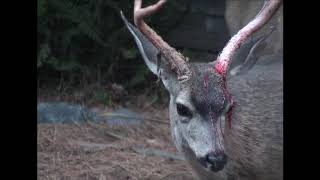 Deer   Bloody Buck when velvet is removed 2005