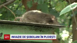 Orașul invadat de șobolani, în care tomberoanele zac neridicate. Oamenii se tem și în casă