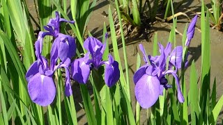 4月20日 大泉緑地。 出会えた野鳥と かきつばた園