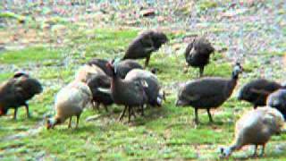 臺北市立動物園_非洲動物區_珠雞Helmeted Guineafowl _02