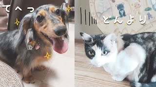 トリミングでスッキリした犬と健康診断でどんよりしている猫が可愛すぎました【カニンヘンダックスのレアと三毛猫ルナ】