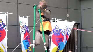 walking street monky show 猿まわし at 第39回野毛大道芸