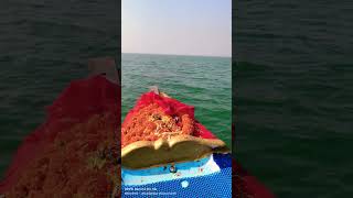 Canning Sundarban #shortvideo