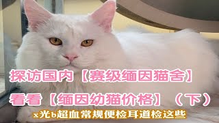 探访国内top级【缅因猫舍】，价值百万的猫舍你们见过吗？