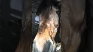 #hh #horse #koniara #konie #rell #shortvideo #viralvideo #xd