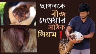 ছাগলকে বীজ দেওয়ার সঠিক নিয়ম| কোন সময় ছাগলকে ব্রিডিং করাবো| #goat #ছাগল_পালন