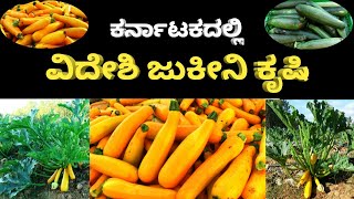 ಕರ್ನಾಟಕದಲ್ಲಿ ವಿದೇಶಿ ಜುಕೀನಿ ಕೃಷಿ | Zucchini Farming | ಜುಕಿನಿ | Zucchini Cultivation | Yellow Zucchini