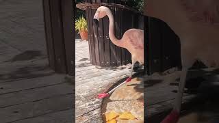 Aruba's Pink Flamingos