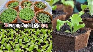 បច្ចេកទេសបណ្តុះគ្រាប់ពូជប្រភេទបន្លែស្លឹកអោយដុះបានល្អ