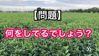 【Green tea】お茶／整枝／spring skiffing