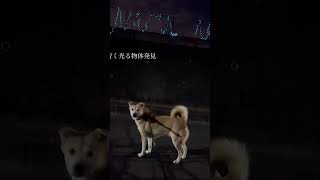 青い稲妻発見❓ゆずちゃんびっくり⁉️    柴犬ミックス犬　＃柴犬　＃雑種犬