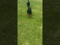 6 month German shepherd off leash already #puppy #dogtraining #trending #doglover #germanshepherd