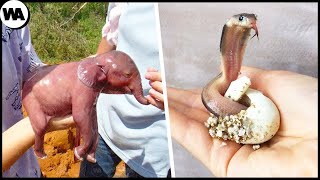 You Have Never Seen These Animals Looking Like Newborns