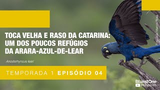 1ª Temporada | Ep. 4:Toca Velha e Raso da Catarina: um dos poucos refúgios da Arara-azul-de-lear