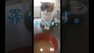 かわいい　#三毛猫の子猫　の茶々がラーメンを食べたそうだったから香りをおすそ分けしました🐾　日本猫　　