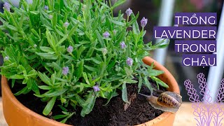 Planting Lavender in a pot. Relaxing gardening || Natural sound || 4K Nguyen Ho Home