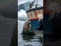 the kind old lady and the seal were caught in a fi