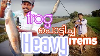 frog പൊട്ടിച്ചോണ്ടുപോയ പടകൂറ്റൻ ചേറുമീനുകൾ.... സിങ്ങർ, മാമ്പ.... Aj fishing tackles 9995287469