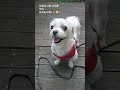 🙏이렇게 이쁜 아이를 가슴에 묻고😭 🌈펫로스 증후군 pet loss syndrome shorts