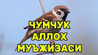 ЧУМЧУҚ СИРИ АЛЛОХ МЎЪЖИЗАСИ БИЛИБ ҚЎЙИНГ