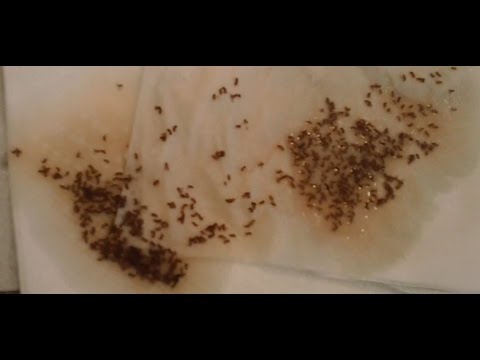 The Best Home Made Fruit Fly Trap (with proof) The Best Home Made Fruit Fly Trap (with proof)