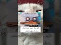 Baru bismillah... aja udah engap duluan 😂#catlover #shorts #short #trending #tiktok #ytshorts #video