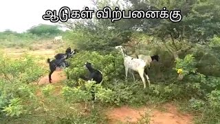 கலப்பு கொடி ஆடுகள் விற்பனைக்கு #ஆடுவளர்ப்பு #ஆடு #goats #goatmarket #cowmarket #vivasayaarvalargal