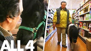 Panda the Miniature Guide Horse is a Superpet