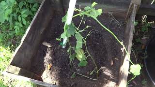 Heirloom Louisiana mirliton- planting update | Ervin Crawford variety 3-27-2022