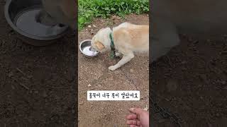 배고프고 목마른 홀쭉이 개와 쪼만이 강아지 먹방 2탄