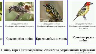 Птица, отряд дятлообразные, семейство Африканские бородатки либия медник трахифонус букканодон