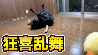 犬に鹿の角をあげたら謎のダンスしだしたw