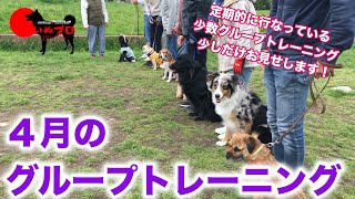 2021年4月のPSDグループトレーニングの様子です！　PSDドッグサポートセンター　いぬプロ　inupro  犬のしつけ　教育　グループレッスン