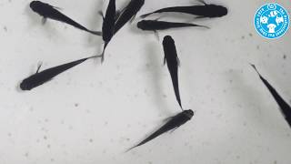 【チャーム】黒豆メダカ Oryzias latipes var. charm動画