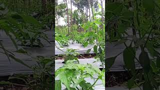 Cobak bertani upload video tanaman cabai tumpang sari 3,