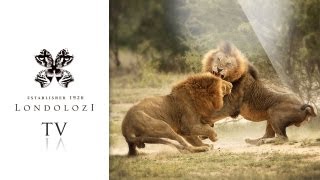 Majingilane Males Lions Big Fight - Londolozi