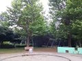 千葉市若葉区の桜木公園でセミの鳴き声