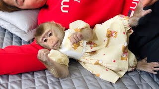 Baby monkey Tina lies next to her mother playing happily, looking so adorable.