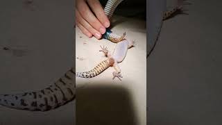 Leopard Gecko receiving Anesthesia #shorts