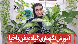 شرایط نگهداری دیفن باخیا یا سم‌برگ Dieffenbachia