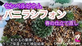 【多肉植物】センペルビウム「バニラシフォン」の仕立て直し・植え替え/虹の玉の葉挿し検証結果/Succulent